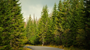 Pine trees together along a turning road