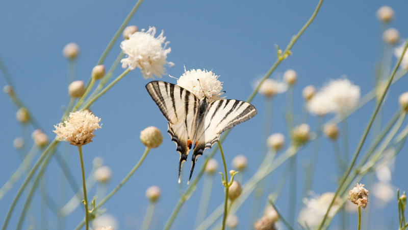 Butterfly amongst white flowers