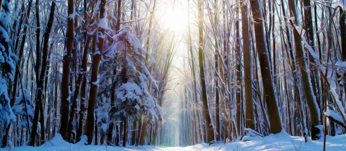 Snow covered forest with sun filtering through